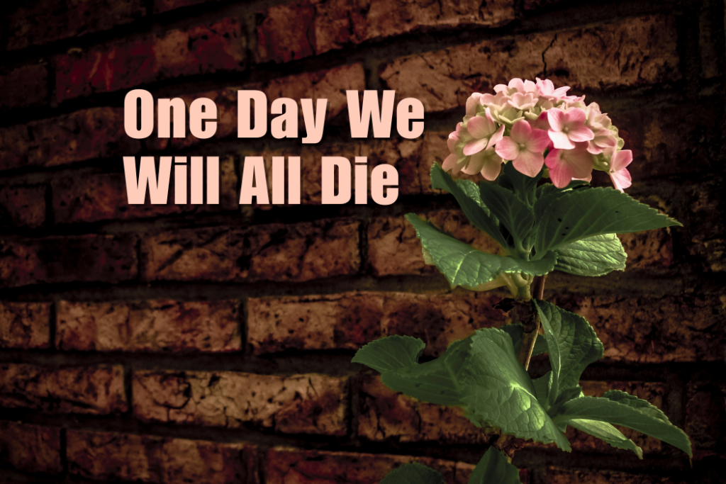 Pink flowers in front of a brick wall