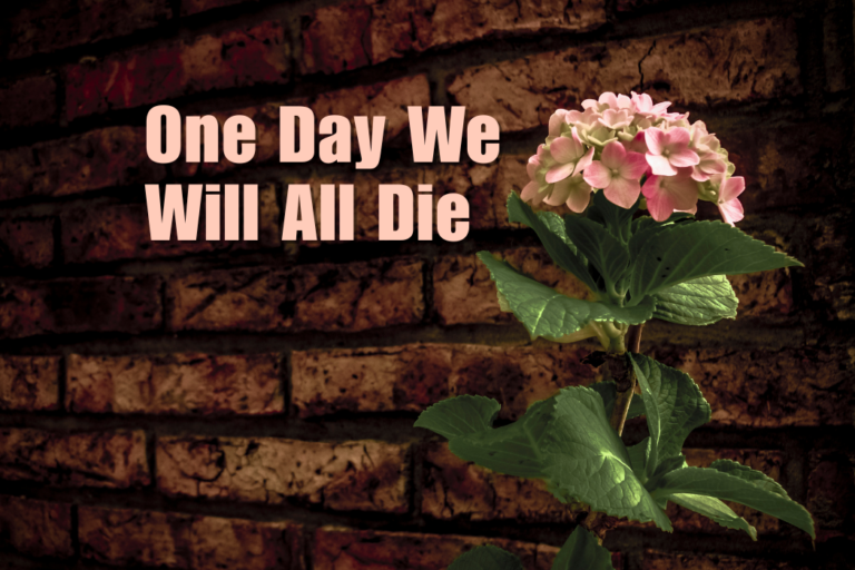 Pink flowers in front of a brick wall