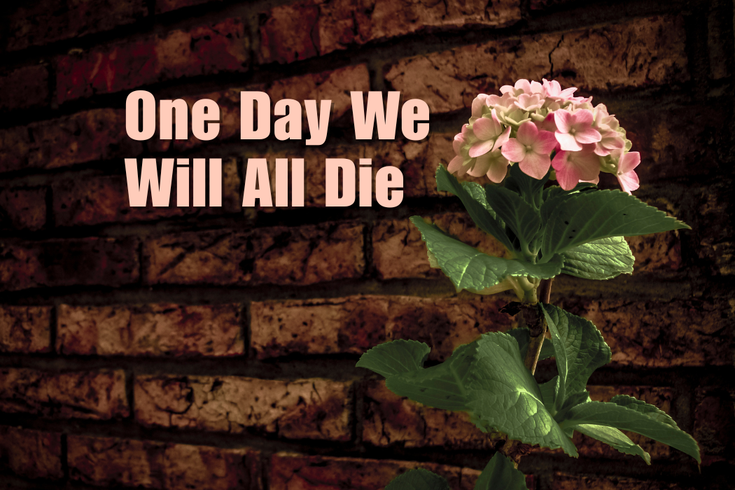 Pink flowers in front of a brick wall